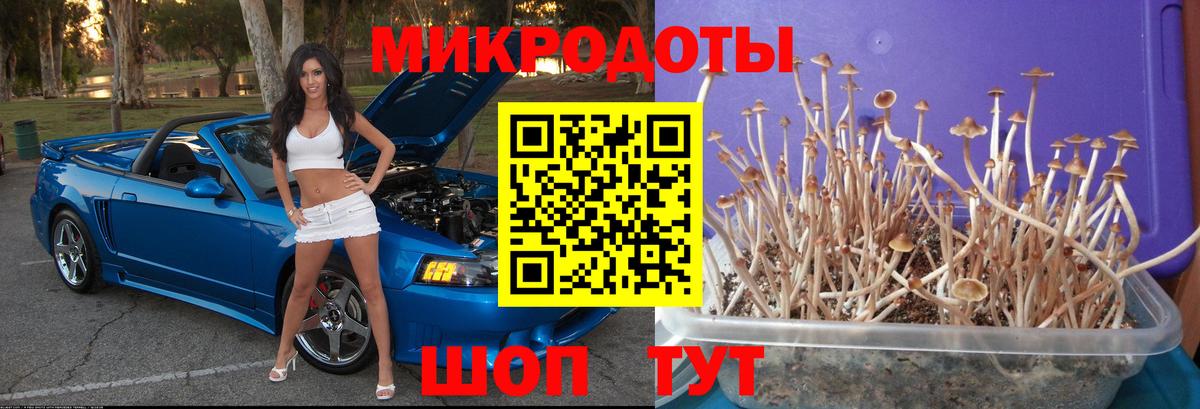 Псилоцибиновые грибы прущие грибы Новокубанск